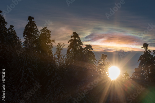 La forêt en hiver - Soleil levant et ciel irisé sur la forêt de sapins vosgienne photo