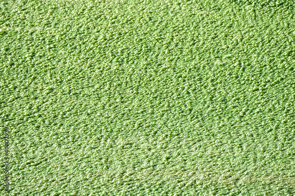 green swamp mud background
green swamp mud background