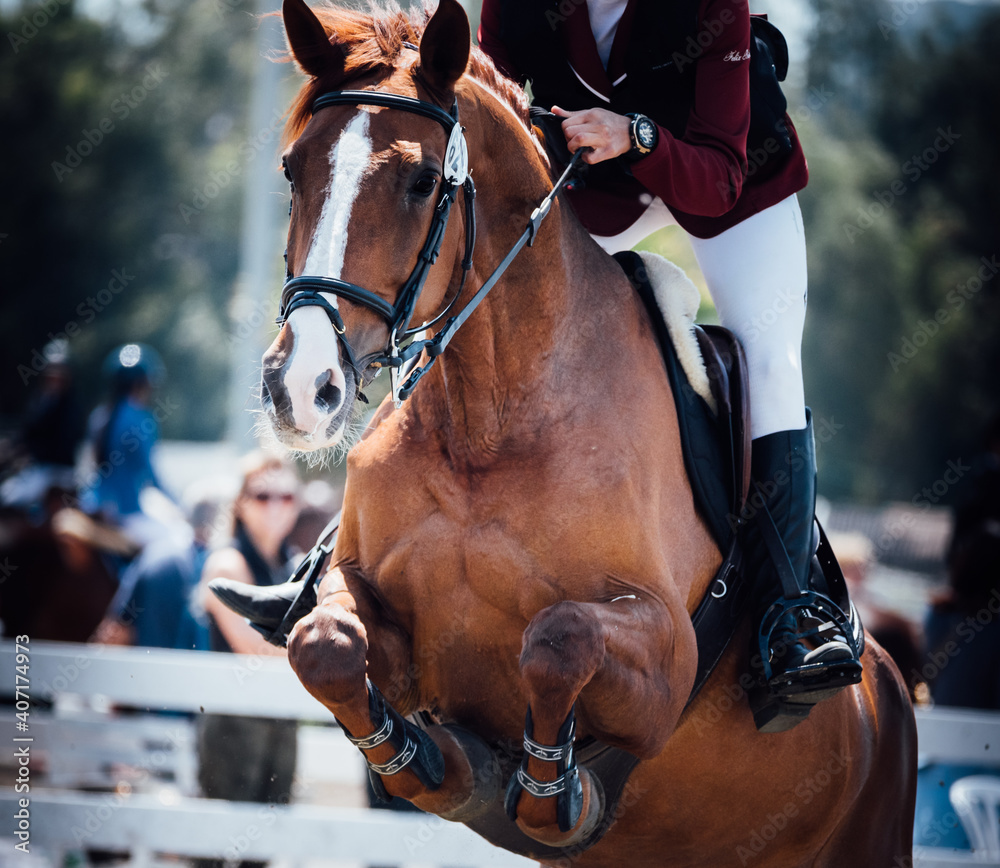 Obraz premium brown horse jumps during FEI contest