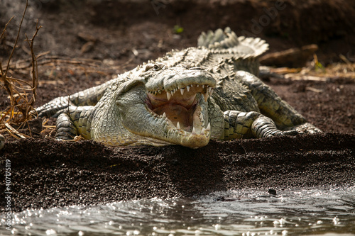 Nile Crocodile resting on the banks of Lake Chamo in Ethiophia...