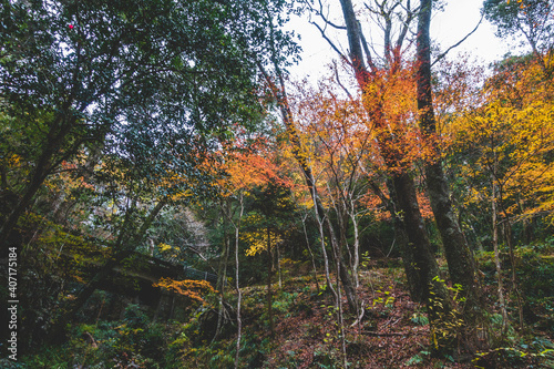 山に生えた紅葉の木々