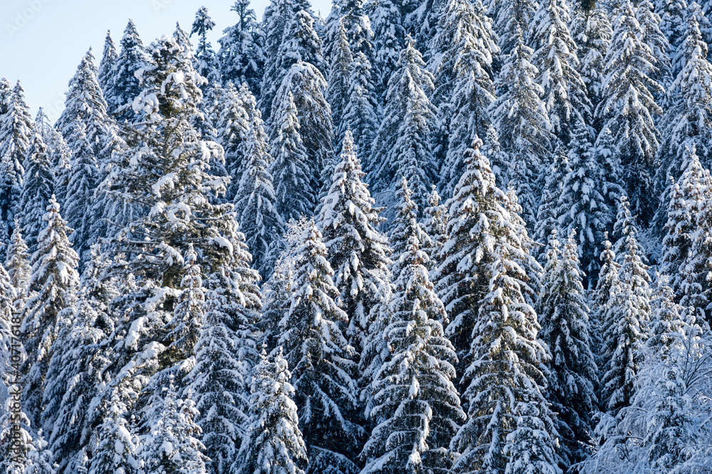La forêt en hiver - sapins vosgiens recouverts de neige La forêt en hiver - sapins vosgiens recouverts de neige