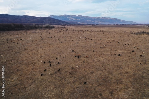 Aerial view of herd of black, white, brown cows and calves grazing in meadow in the Caucasus mountains at sunset. Winter. Russia. Drone photography. 