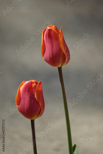 Tulipe orange au jardin