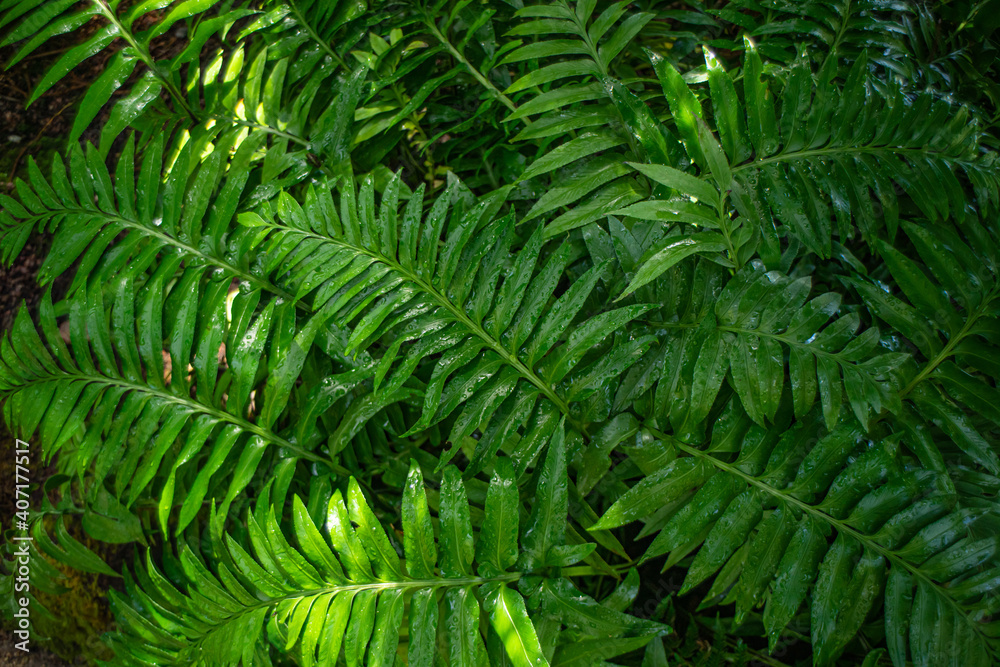 Fototapeta fern leaf in the forest