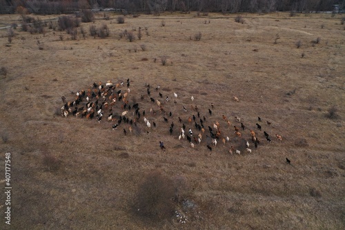Aerial top down view of herd of cows going on the field. Two shepherd riding on horses near the flock. Dogs running around cows. Domestic agriculture animals. Caucasus, Russia winter.