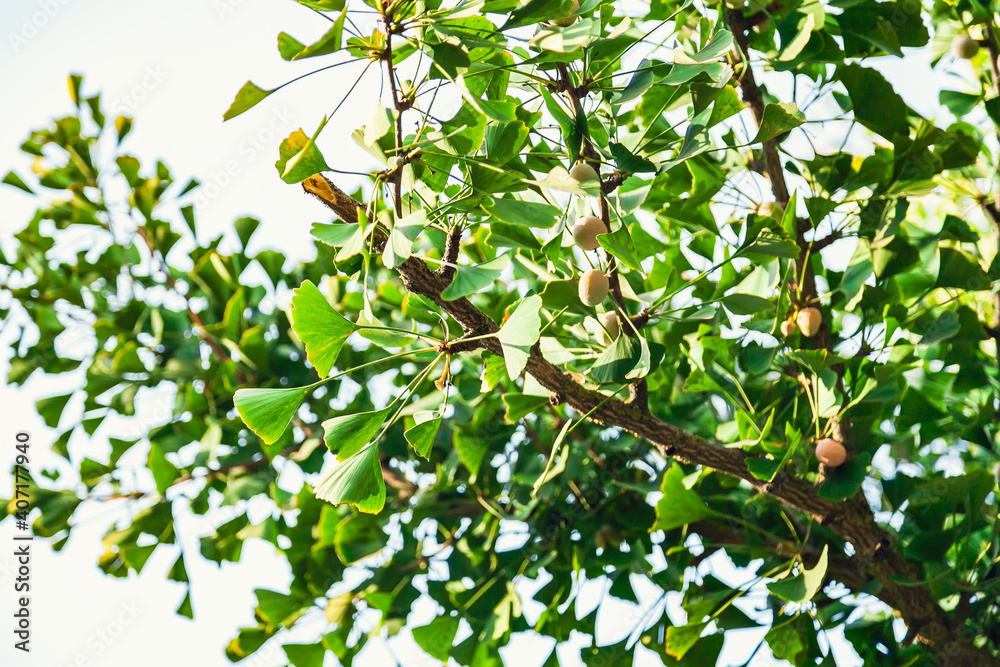 Fototapeta premium Gingko biloba tree leaf in sunny day with sunlight