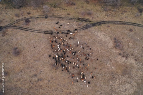 Aerial top down view of herd of cows going on the field. Two shepherd riding on horses near the flock. Dogs running around cows. Domestic agriculture animals. Caucasus  Russia winter.