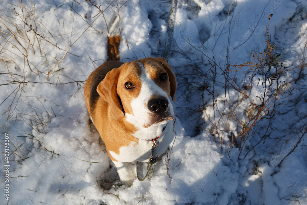 a beagle puppy walks on a snowy meadow in winter