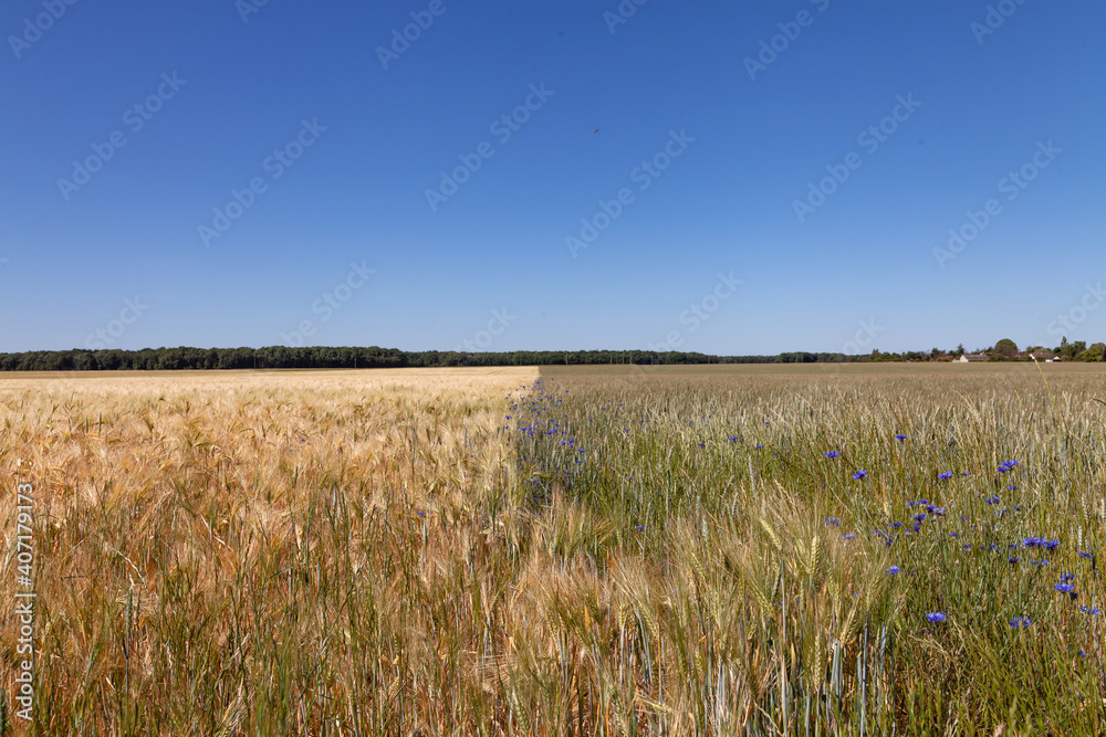 Champs d'orge et fleurs bleues