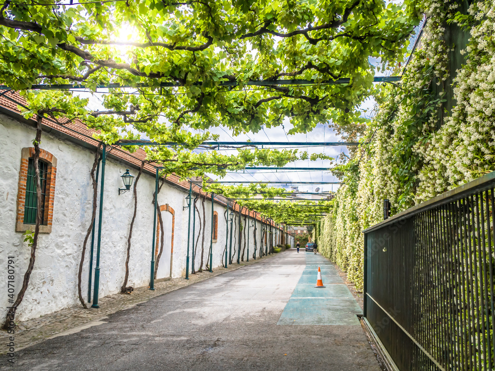 Φωτογραφία View of a narrow street in the shade of vineyards in Porto, Portugal