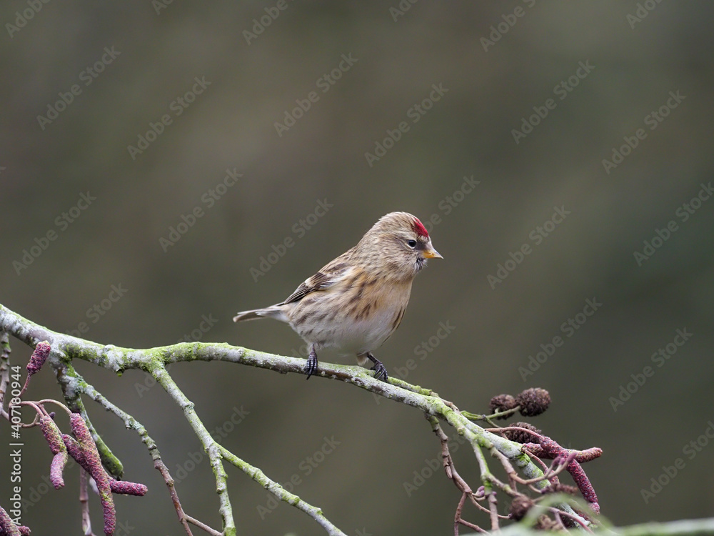 Lesser redpoll, Acanthis cabaret Lesser redpoll, Acanthis cabaret
