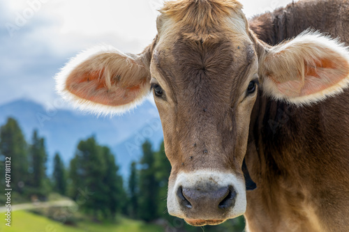 portrait of a cow