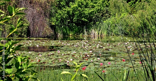 Arboretum Bolestraszyce photo