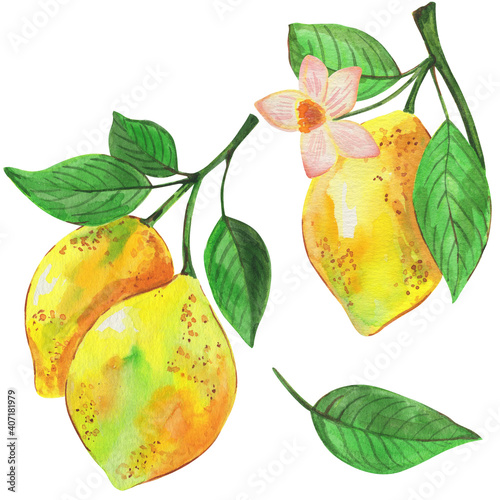Watercolor illustration, lemon with a branch, tropical fruit and flowers, isolate on a white background