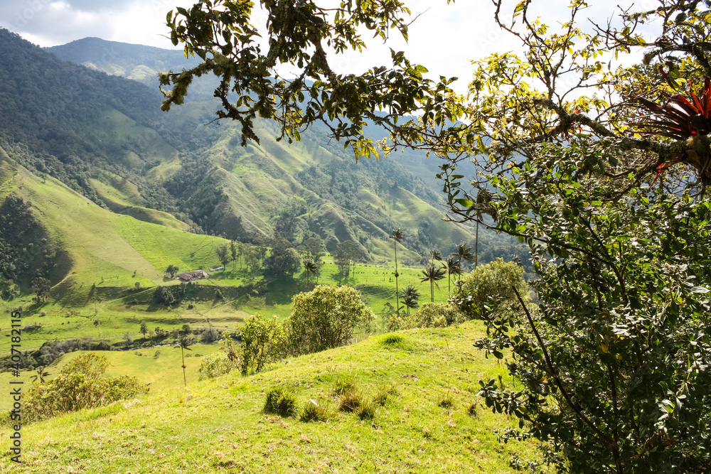 Fototapeta premium Cocora Valley, which is nestled between the mountains of the Cordillera Central in Colombia.