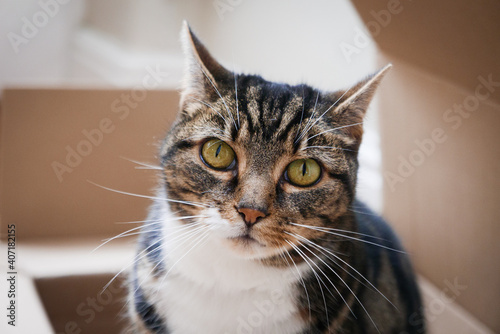 Portrait of tabby cat looking to camera.