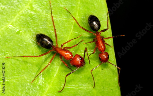 Two red and black Florida carpenter ants against a green leaf background. Camponotus floridanus. © Russell