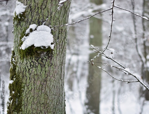 Fototapeta Naklejka Na Ścianę i Meble -  snow covered tree