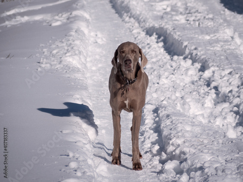 Horizontal view of Weimaraner dog posing on a snowy day.