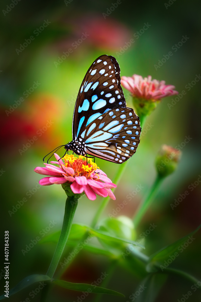 Blue tiger butterfly on a pink zinnia flower with dark green background
Blue tiger butterfly on a pink zinnia flower with dark green background