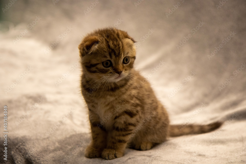 Cute scotish kitty on gray background