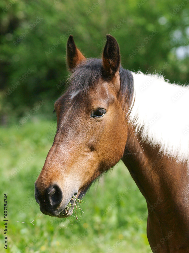 Obraz premium Pretty Horse Headshot