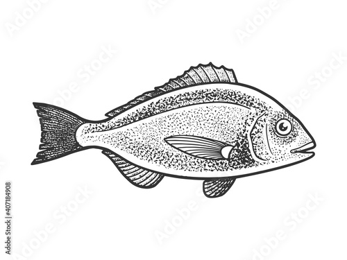 Photography Gilt head bream dorada fish sketch engraving vector illustration