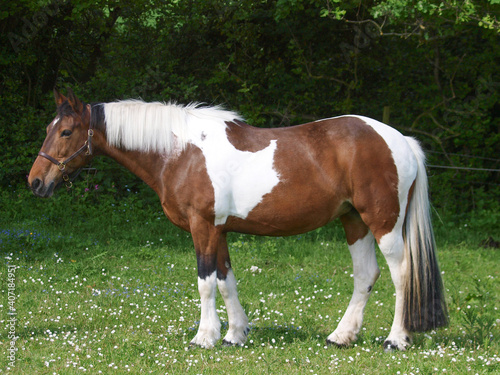 Pretty Skewbald Horse