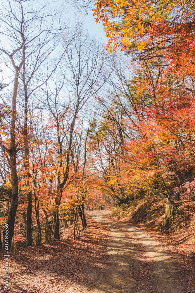 Naklejka premium 山道に咲く綺麗な紅葉の木々