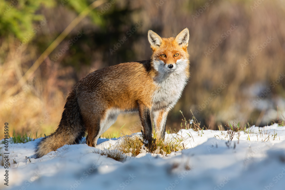 Fototapeta premium Red fox, vulpes vulpes, observing on snowy field in winter nature. Wild orange animal standing on white glade in wintertime illuminated by sunlight.