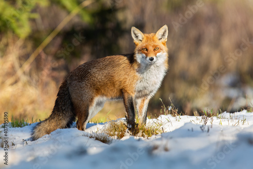 Red fox, vulpes vulpes, observing on snowy field in winter nature. Wild orange animal standing on white glade in wintertime illuminated by sunlight. © WildMedia