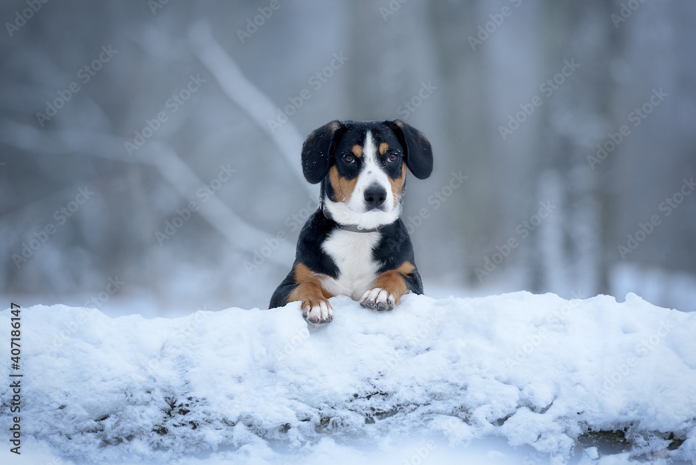 dog entlebucher in winter Park