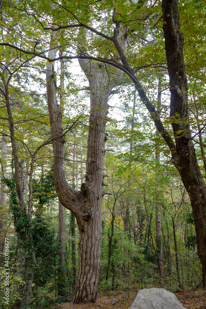 Spring beech forest with thick trees in the foreground and mist in the distance. Spring beech forest with thick trees in the foreground and mist in the distance.