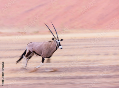 Gemsbok or gemsbuck (Oryx gazella), Namib desert, Namibia, Africa