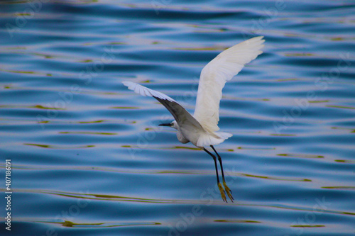 Snowy egret flying over the lake