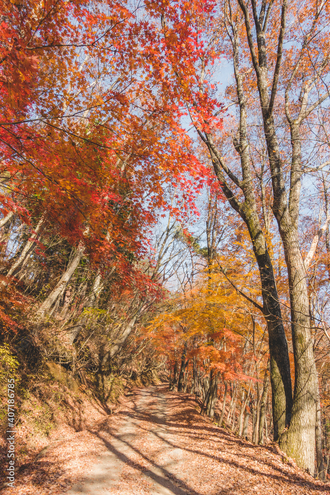 山道に咲く綺麗な紅葉の木々 山道に咲く綺麗な紅葉の木々