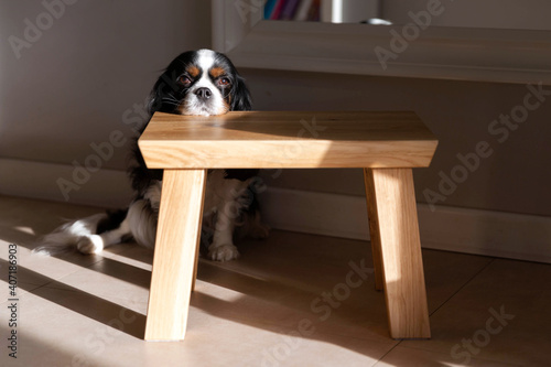 Dog resting his head on wooden stool to catch sunlight