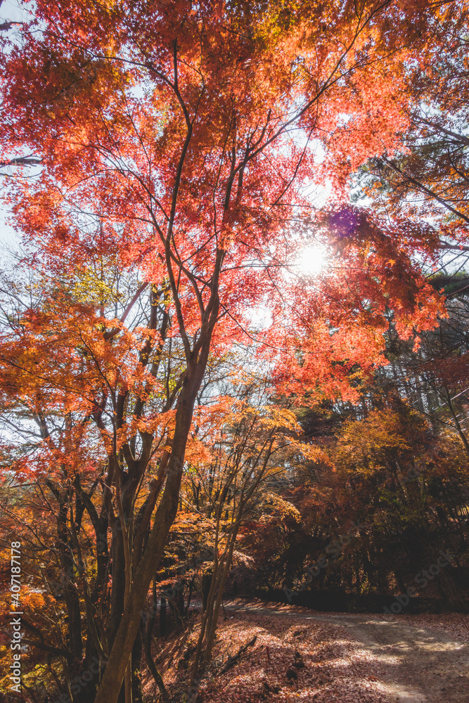 山道に咲く綺麗な紅葉の木々