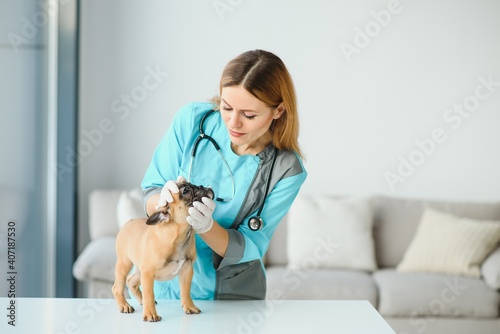 Fototapeta Naklejka Na Ścianę i Meble -  Beautiful young female veterinarian examining dog in clinic