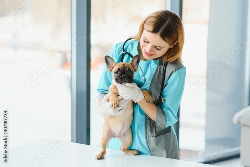 Fototapeta Naklejka Na Ścianę i Meble -  Beautiful young female veterinarian examining dog in clinic
