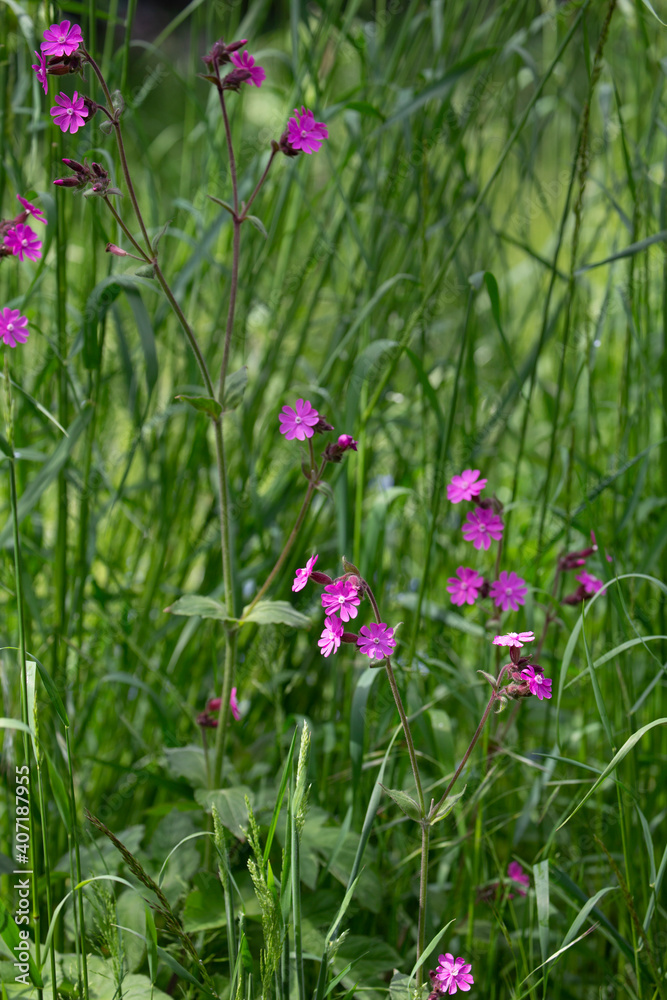 Little Pink Flowers In Green Meadow Little Pink Flowers In Green Meadow