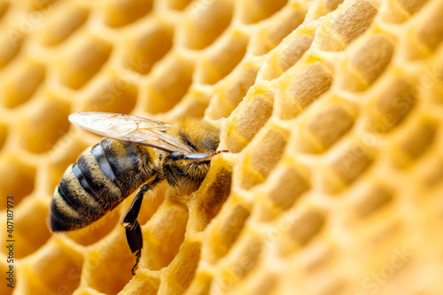 Macro photo of working bees on honeycombs. Beekeeping and honey production image