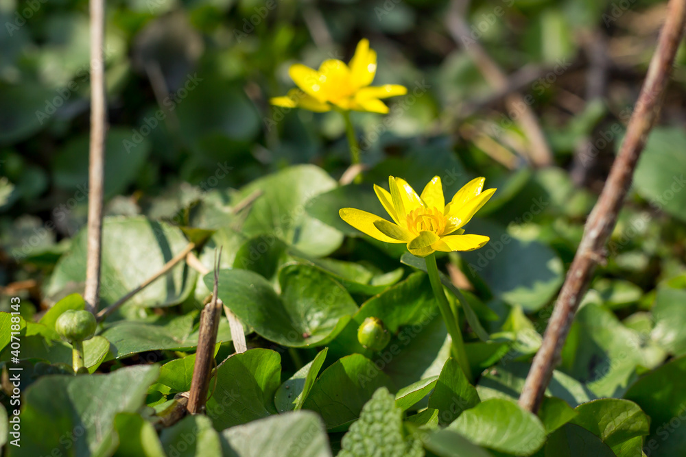 yellow primrose snowdrop blooms in early spring in the sun in the grass yellow primrose snowdrop blooms in early spring in the sun in the grass