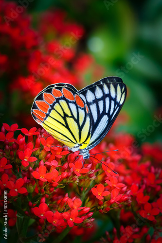 Painted butterfly common Jezebel or Delias eucharis, Pieridae family, with closed wings in multiple red Kalanchoe flowers with dark colorful red green blurred bokeh background