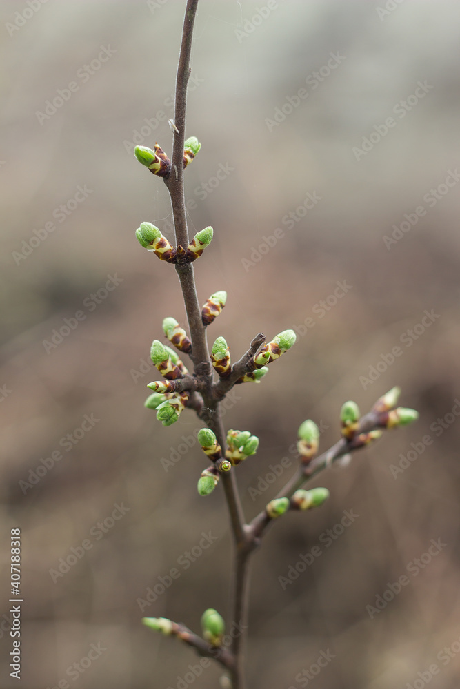 green new spring buds on a tree branch in early spring. Sunset, dawn, evening. green new spring buds on a tree branch in early spring. Sunset, dawn, evening.