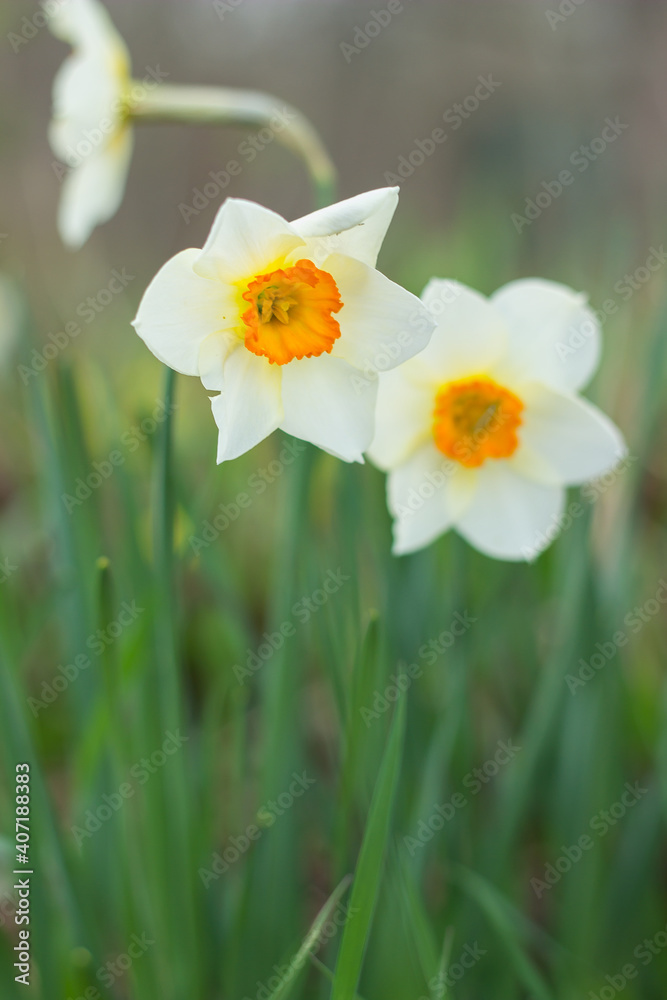 yellow daffodil flower blooms in spring in the garden yellow daffodil flower blooms in spring in the garden