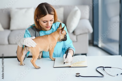 cheerful young veterinary taking care and examining a beautiful pet dog french bulldog photo