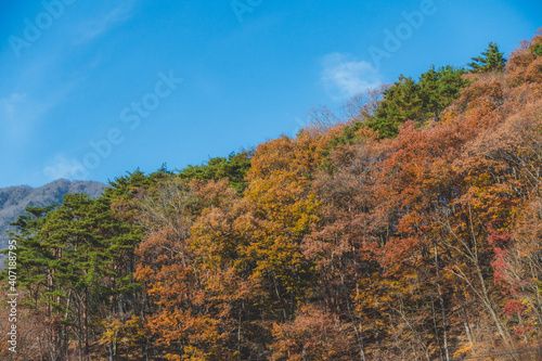 綺麗な紅葉に染まった山