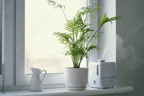 Fototapeta Naklejka Na Ścianę i Meble -  Humidifier and flower Chamaedorea in pot on window. Increase in air humidity in room or office